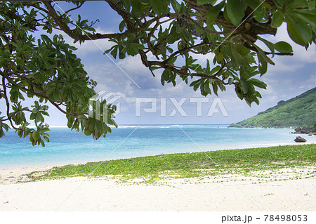 宮古島の新城海岸でモンパノキと海と空 78498053