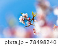 青空に映える早春の梅の花と前ボケの梅の花 78498240