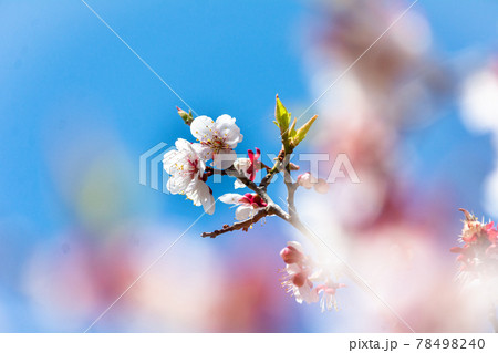 青空に映える早春の梅の花と前ボケの梅の花 78498240
