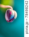 青くぼかした背景に浮き立つ花の蕾 78498242
