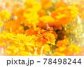 背景のオレンジの花をぼかして浮き立たせた花に止まるちょうちょ 78498244