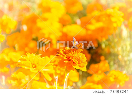 背景のオレンジの花をぼかして浮き立たせた花に止まるちょうちょ 78498244