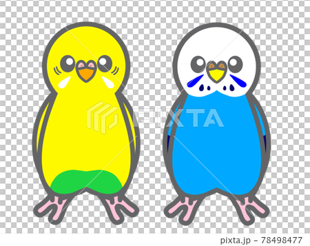 セキセイインコ 正面のイラスト素材