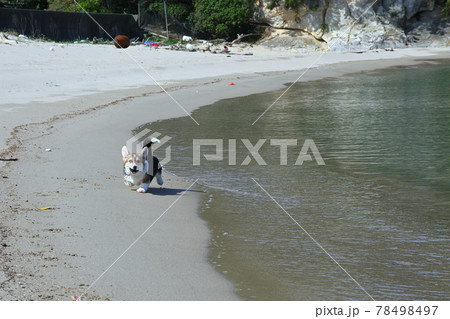 砂浜遊び 78498497
