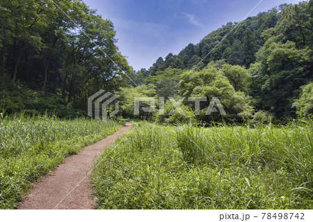 入の谷津田　天覧山から多峯主山への登山道　埼玉県飯能市 78498742
