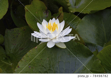 美しい白い蓮の花 上尾丸山公園 埼玉県上尾市の写真素材