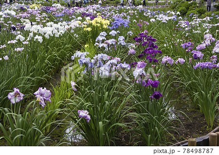 美しい満開のは花しょうぶ　上尾丸山公園　埼玉県上尾市 78498787