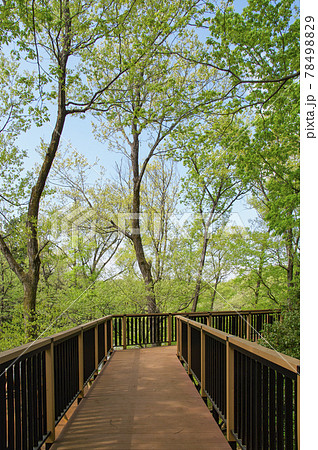 新緑の狭山丘陵　冒険の森の観察展望デッキ 78498829
