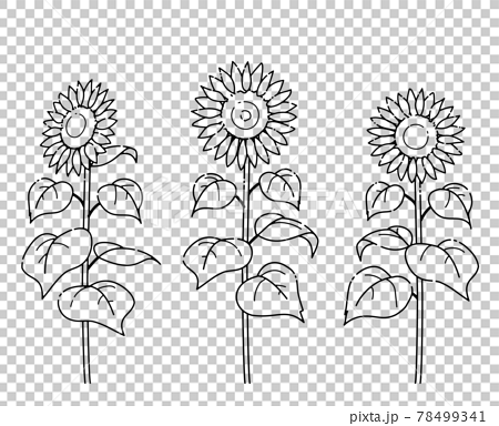 simple sunflower drawings