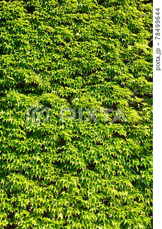 壁を覆う緑のツタ 78499644