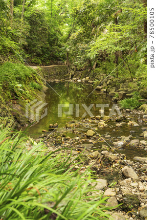 東京都唯一の渓谷「等々力渓谷公園」の新緑 東京都唯一の渓谷「等々力渓谷公園」の新緑 78500105