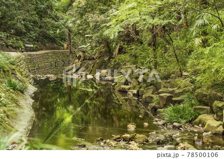 東京都唯一の渓谷「等々力渓谷公園」の新緑 78500106