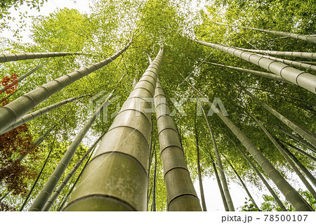 等々力渓谷・日本庭園内の竹林【東京都・世田谷区】 78500107