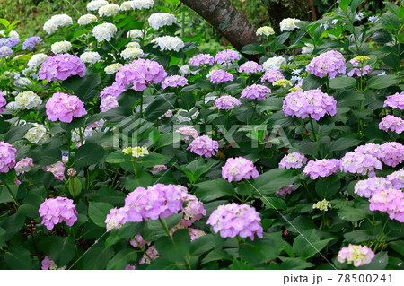 紫陽花 78500241