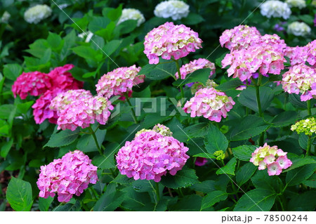 紫陽花 紫陽花 78500244