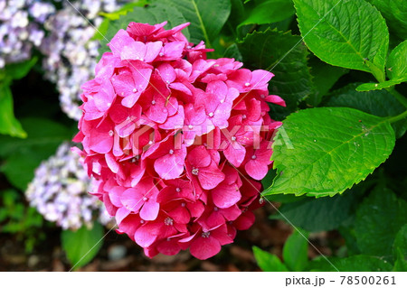 紫陽花 78500261