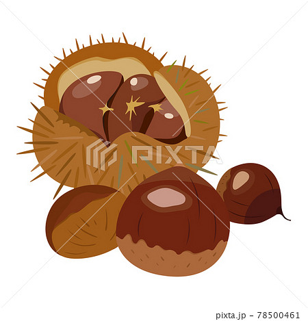 秋が旬のいが(毬)に包まれた栗のイラスト。 秋が旬のいが(毬)に包まれた栗のイラスト。 78500461