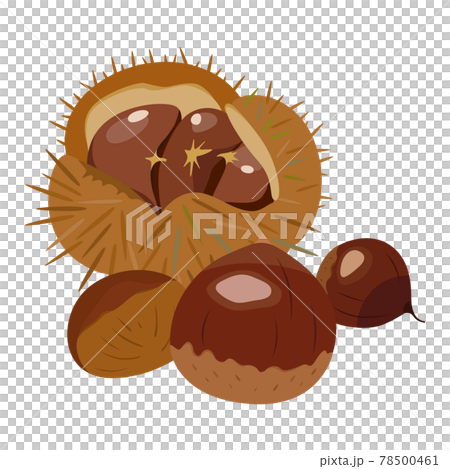 秋が旬のいが(毬)に包まれた栗のイラスト。 秋が旬のいが(毬)に包まれた栗のイラスト。 78500461