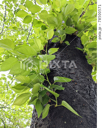 新緑が美しい春の木々 新緑が美しい春の木々 78500571