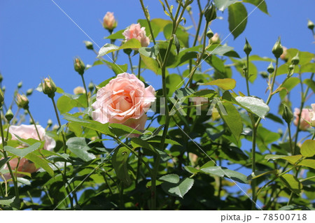 しっとりと白いバラ 薔薇 しっとりと白いバラ 薔薇 78500718