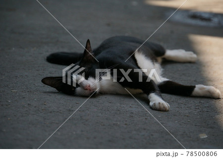 Street cat take in Bangkok, Thailand（バンコクで撮影した野良猫） 78500806