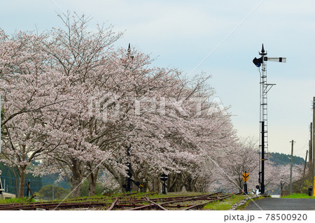 永野駅跡の桜 永野駅跡の桜 78500920