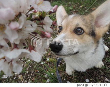 桜と一緒 桜と一緒 78501213