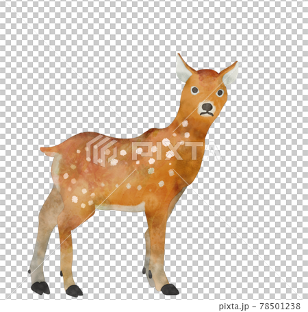 夏毛母鹿 78501238