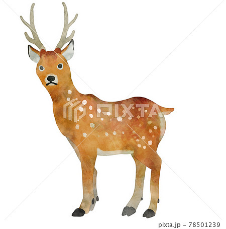 夏毛の雄鹿のイラスト素材 [78501239] - PIXTA