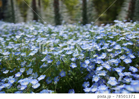 京都府立植物園のネモフィラ 78501371
