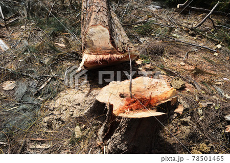 Log on the ground in pine forest, The stumps and the trees were cut down in Thailand	 78501465