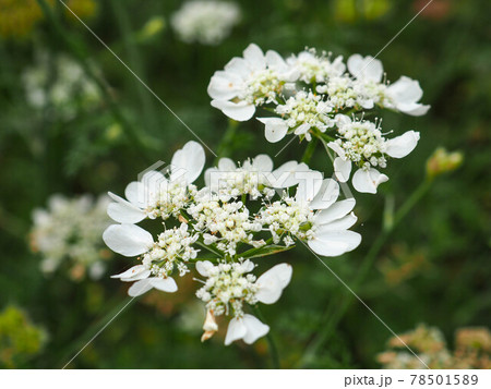 オルレアの花 78501589