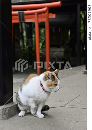 愛宕神社 守り猫 愛宕神社 守り猫 78501903