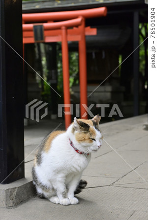 愛宕神社　守り猫 78501904