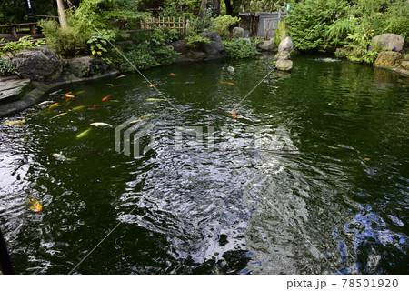 愛宕神社　神池 78501920