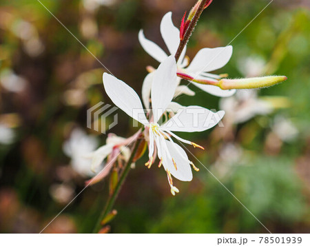 ガウラ(白蝶草)の花 ガウラ(白蝶草)の花 78501939