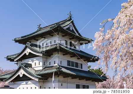【青森県】弘前城天守と桜 【青森県】弘前城天守と桜 78501950