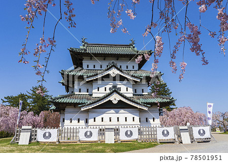 【青森県】弘前城天守と桜 78501951
