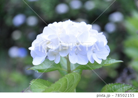 早朝の垣生公園で咲く白い紫陽花 78502155