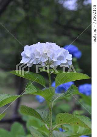 早朝の垣生公園で咲く白い紫陽花 早朝の垣生公園で咲く白い紫陽花 78502158