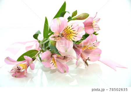 ピンクのアリストメリアのリボンをかけた花束 ピンクのアリストメリアのリボンをかけた花束 78502635