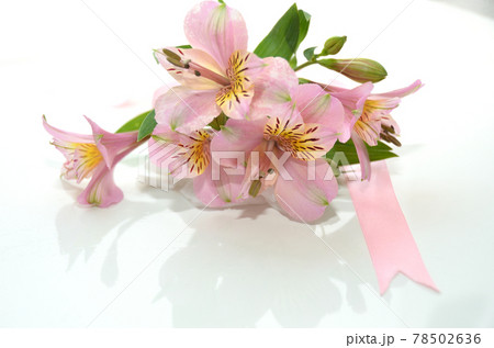 ピンクのアリストメリアのリボンをかけた花束 ピンクのアリストメリアのリボンをかけた花束 78502636