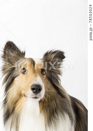 白バック見上げる犬の写真素材