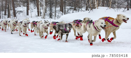 The dog sled running on a winter landscape. Selective focus The dog sled running on a winter landscape. Selective focus 78503418