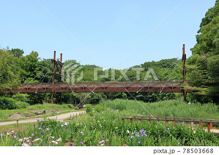 泉の森 緑のかけ橋 自然風景 泉の森 緑のかけ橋 自然風景 78503668