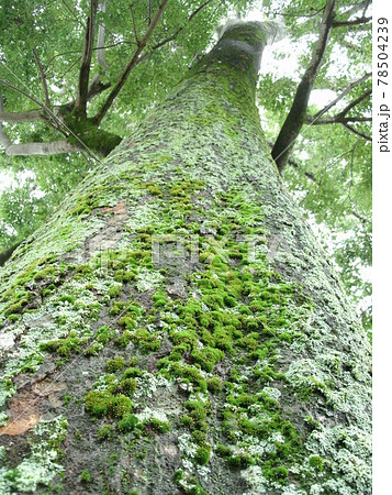 緑の苔や地衣類が生えた樹木の幹を見上げ、ローアングル撮影 緑の苔や地衣類が生えた樹木の幹を見上げ、ローアングル撮影 78504239