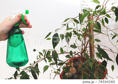 Ficus benjamin. Care for ficus at home 78504360