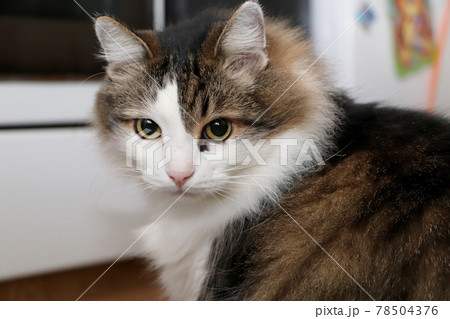Breed Norwegian Forest Cat 78504376