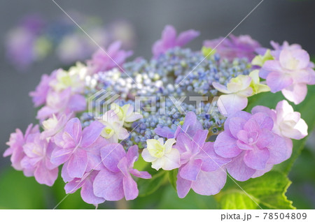ガクアジサイの花 ガクアジサイの花 78504809
