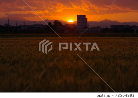 収穫を待つ小麦畑【埼玉県上里町】 収穫を待つ小麦畑【埼玉県上里町】 78504893